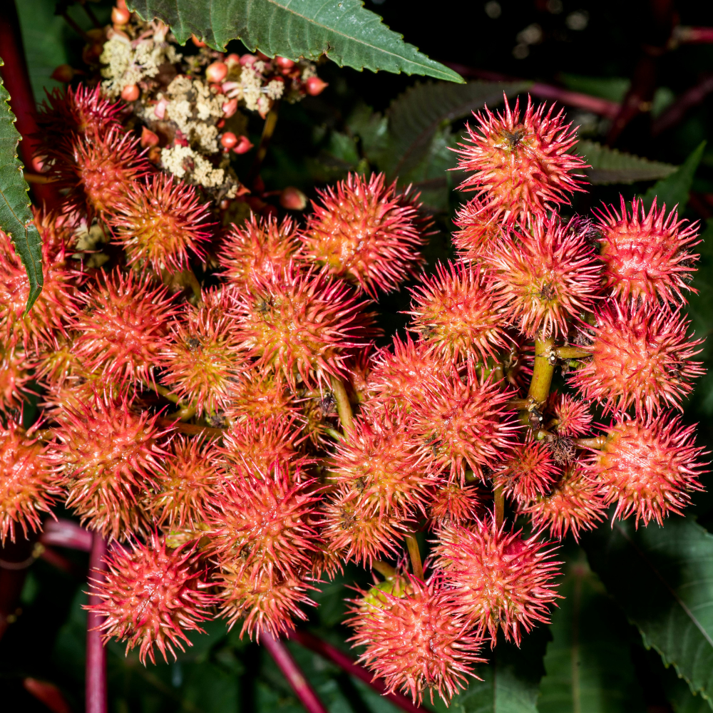 Les bienfaits des huiles végétales pour prévenir le vieillissement capillaire